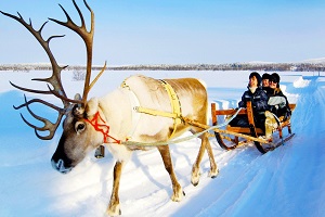 rovaniemi-reindeer-sledge-1